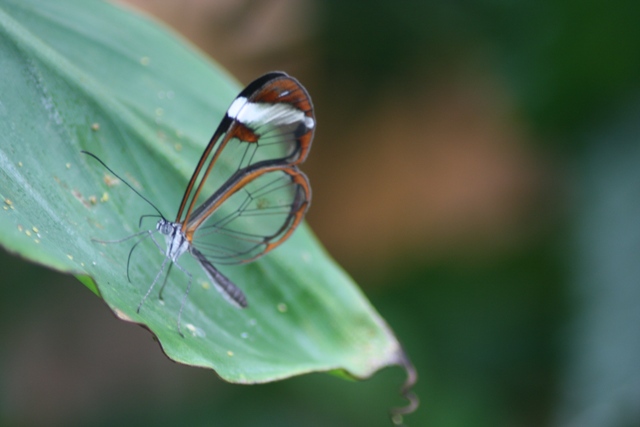 Butterfly with transparent wings