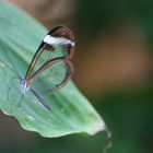 Butterfly with transparent wings