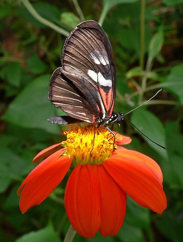 Butterfly World 2 - Florida