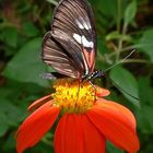 Butterfly World 2 - Florida