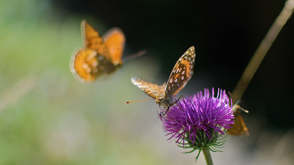 Butterfly World