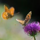 Butterfly World