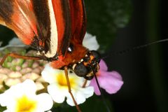 Butterfly_01