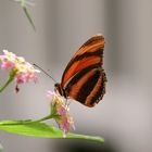 Butterfly_06