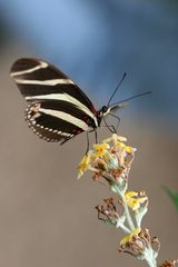 Butterfly_09