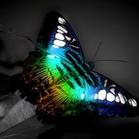 Butterfly106