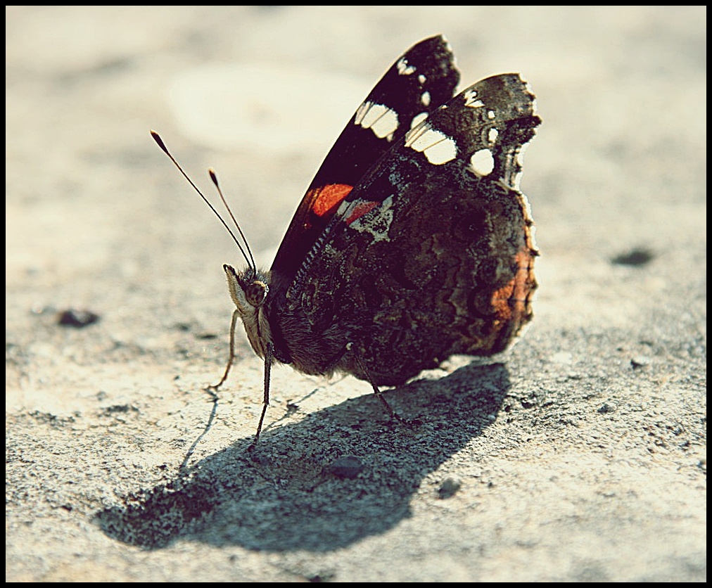 butterfly2