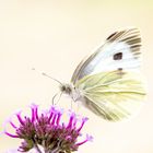 Butterfly_2