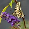 Butterfly53