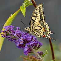Butterfly53