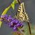 Butterfly53
