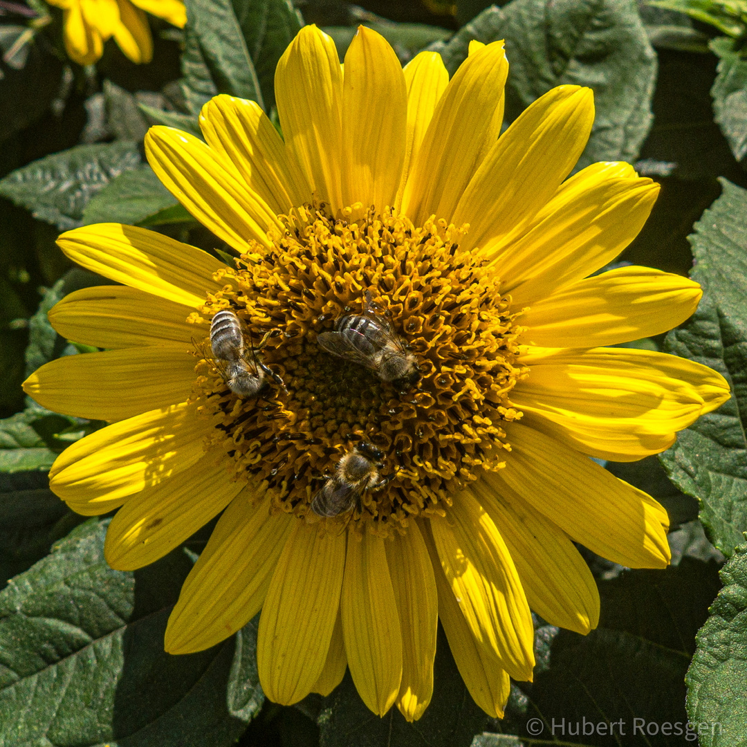 Butterfly+Bienen