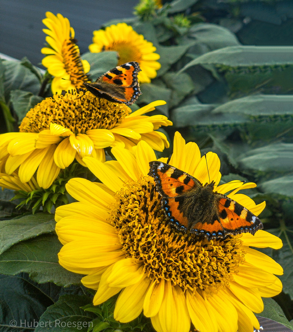 Butterfly+Bienen