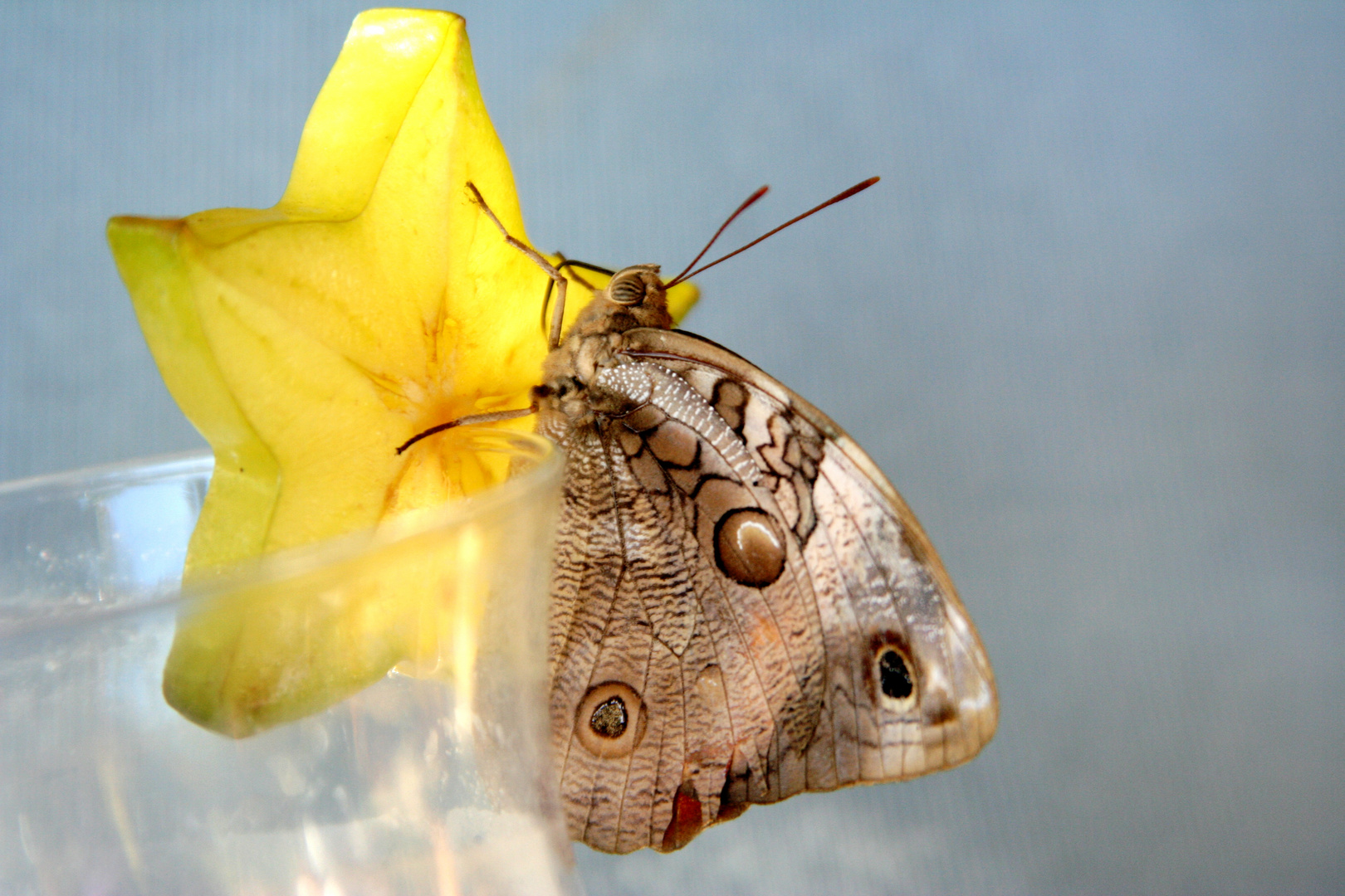 Butterflydrink