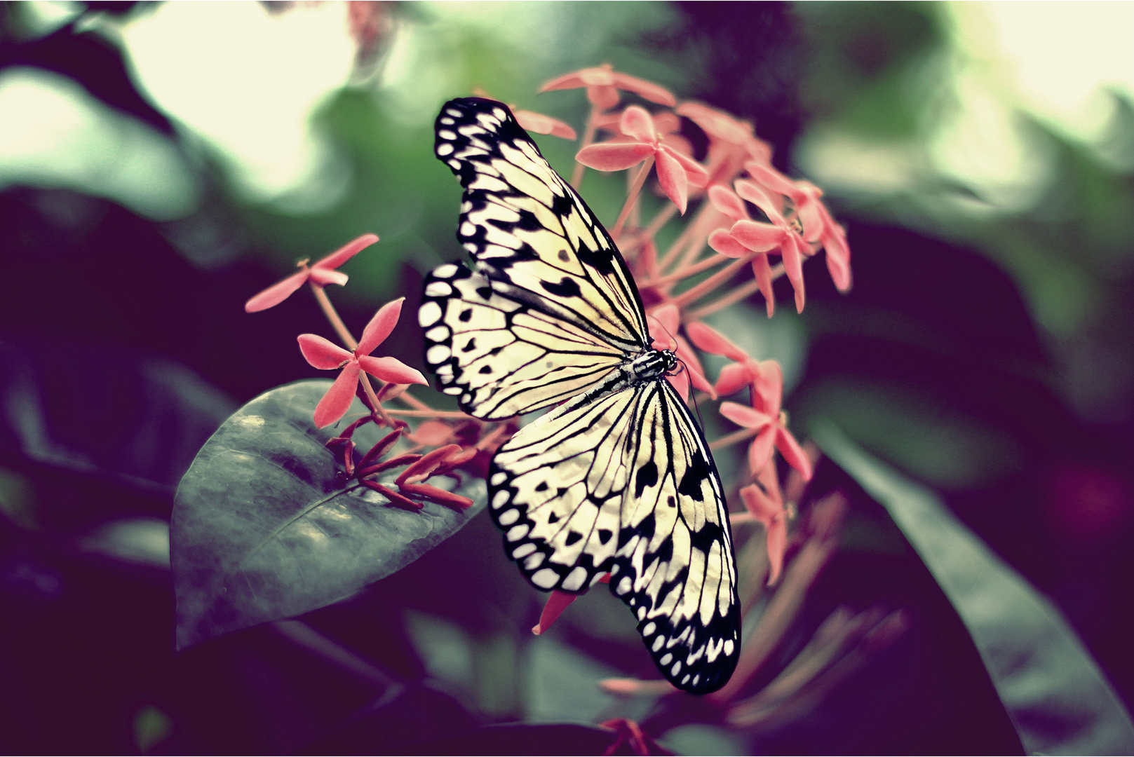 .butterflyeffekt