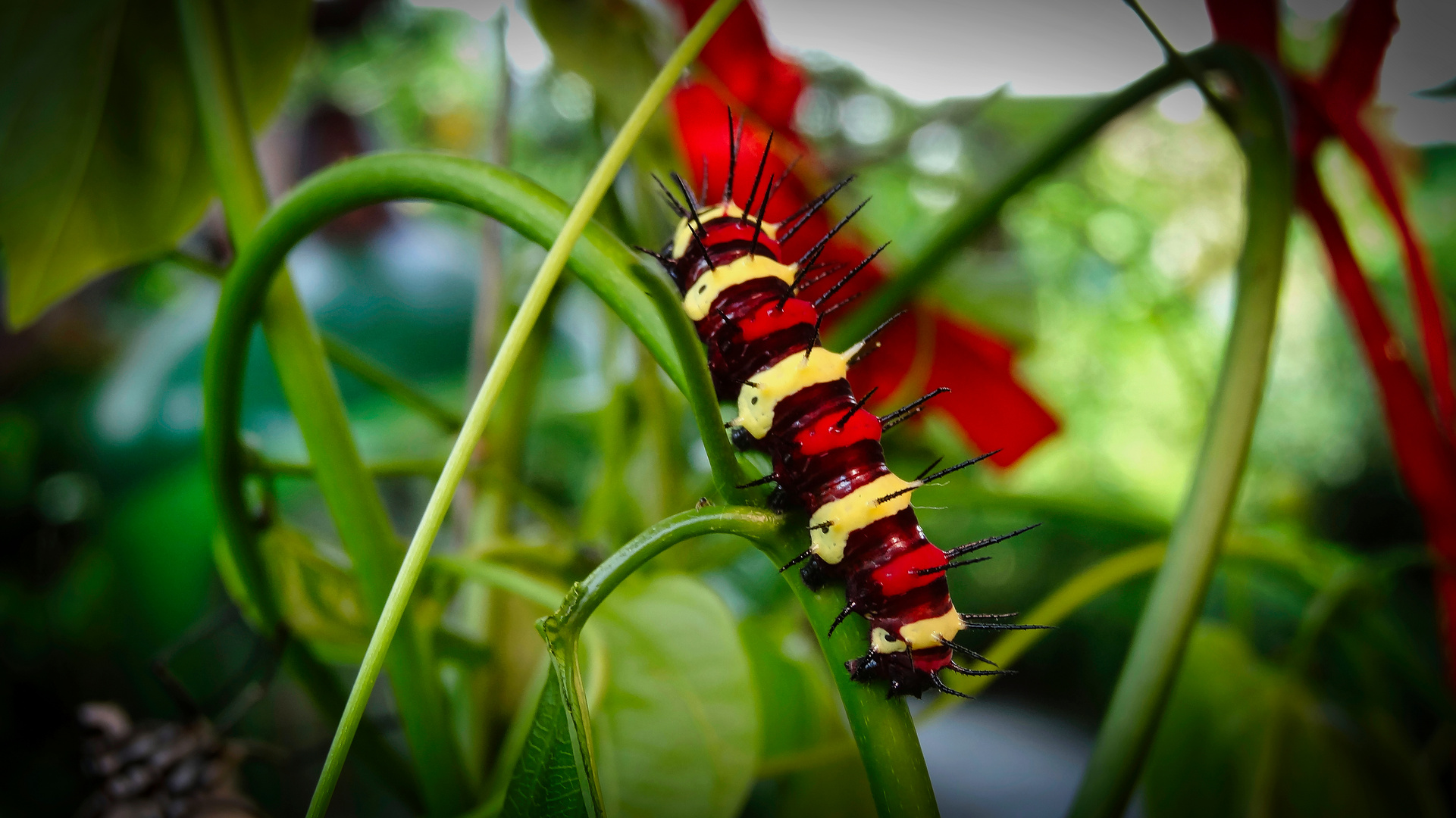 Butterflyfarm