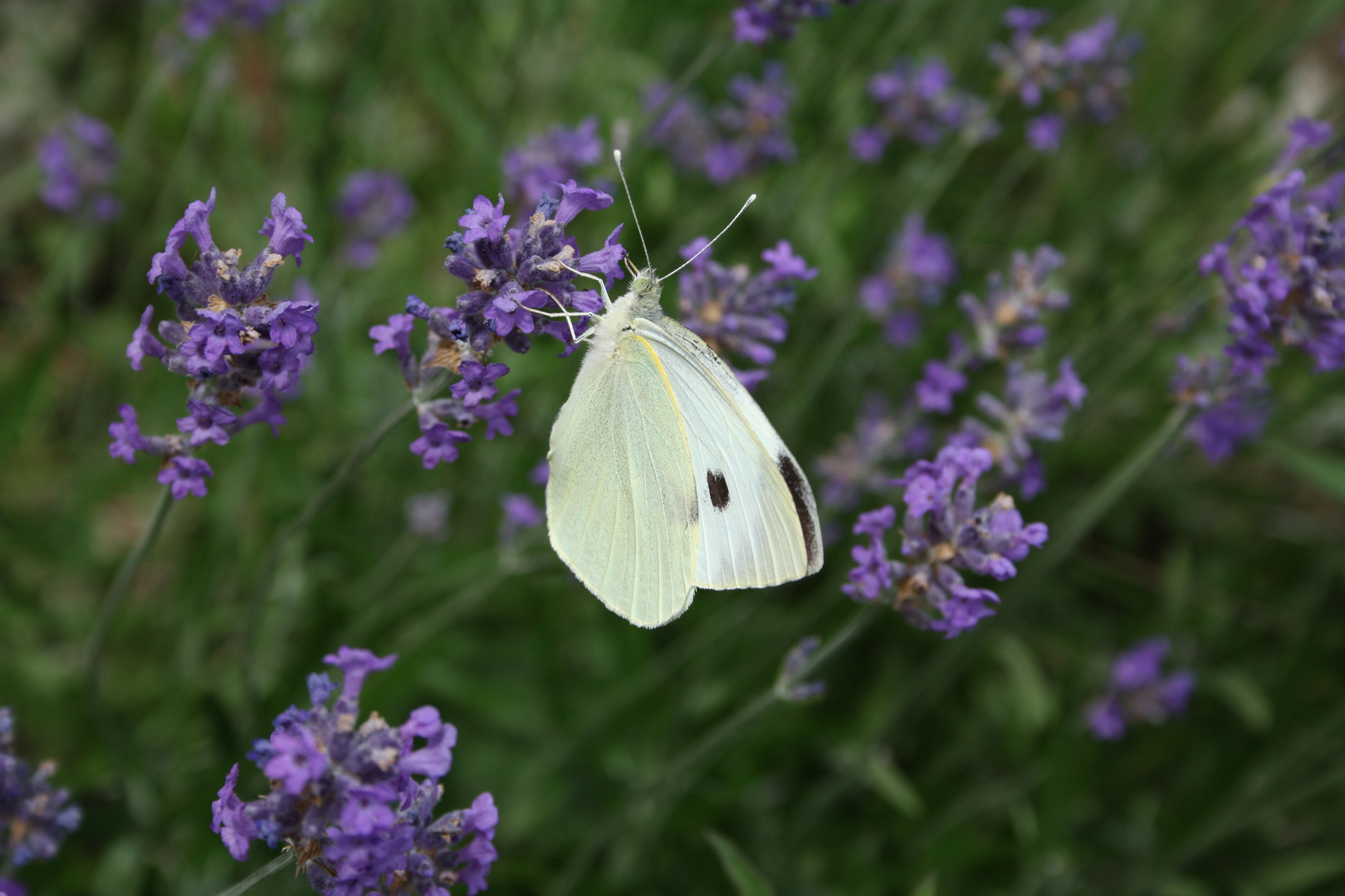 Butterflyflower