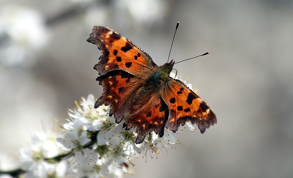 Butterfly....für Dich, Rosi !!