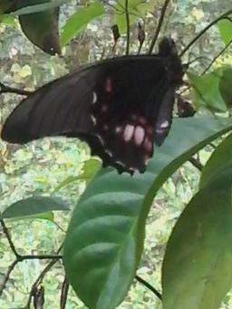 Butterflygarden Lelydorp Suriname