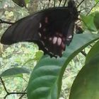 Butterflygarden Lelydorp Suriname