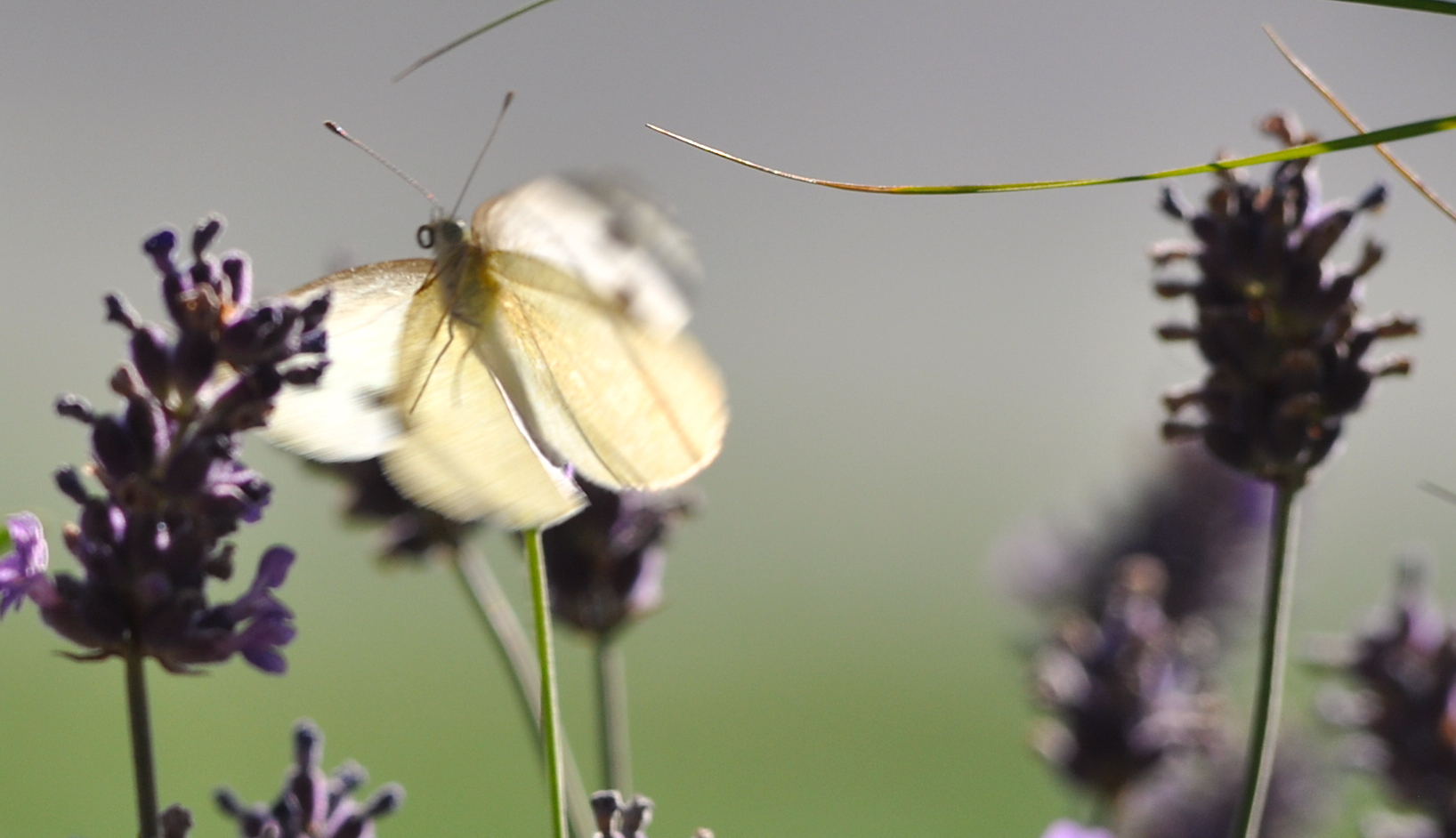 Butterfly_Glasses