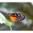 Butterfly_postmann_#04461_1