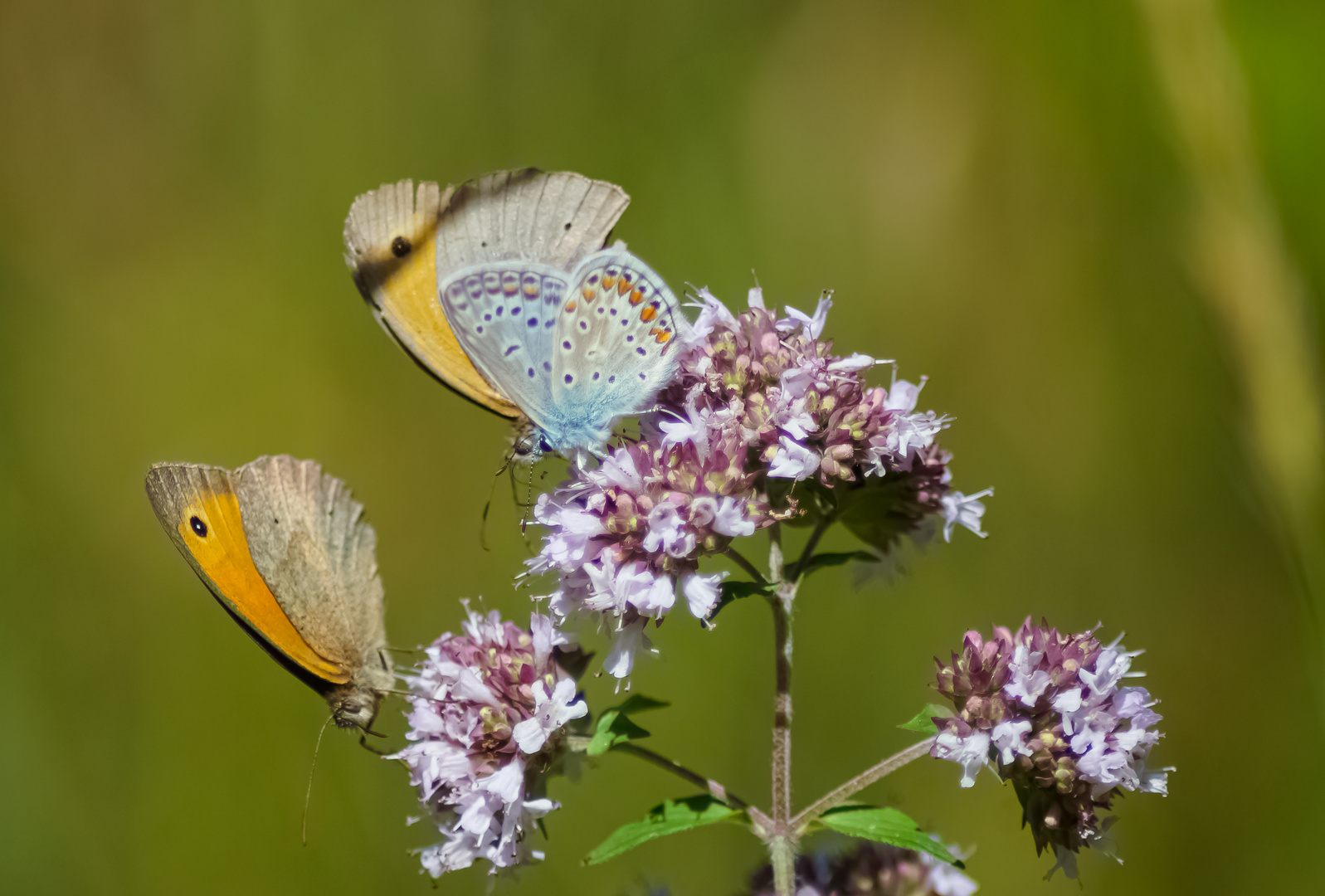 Butterflys