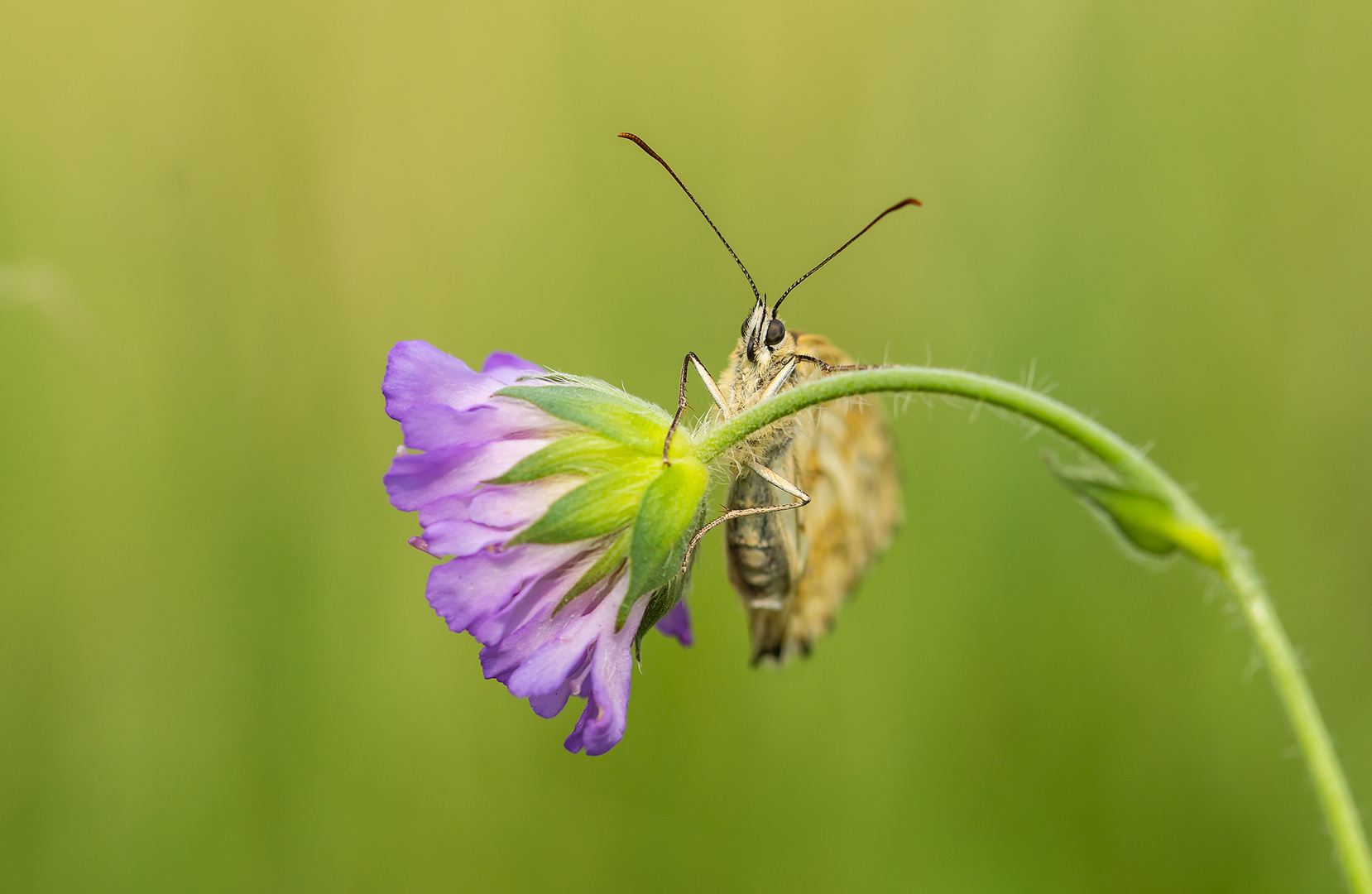 Butterflys