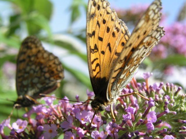 Butterflys at work