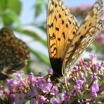 Butterflys at work