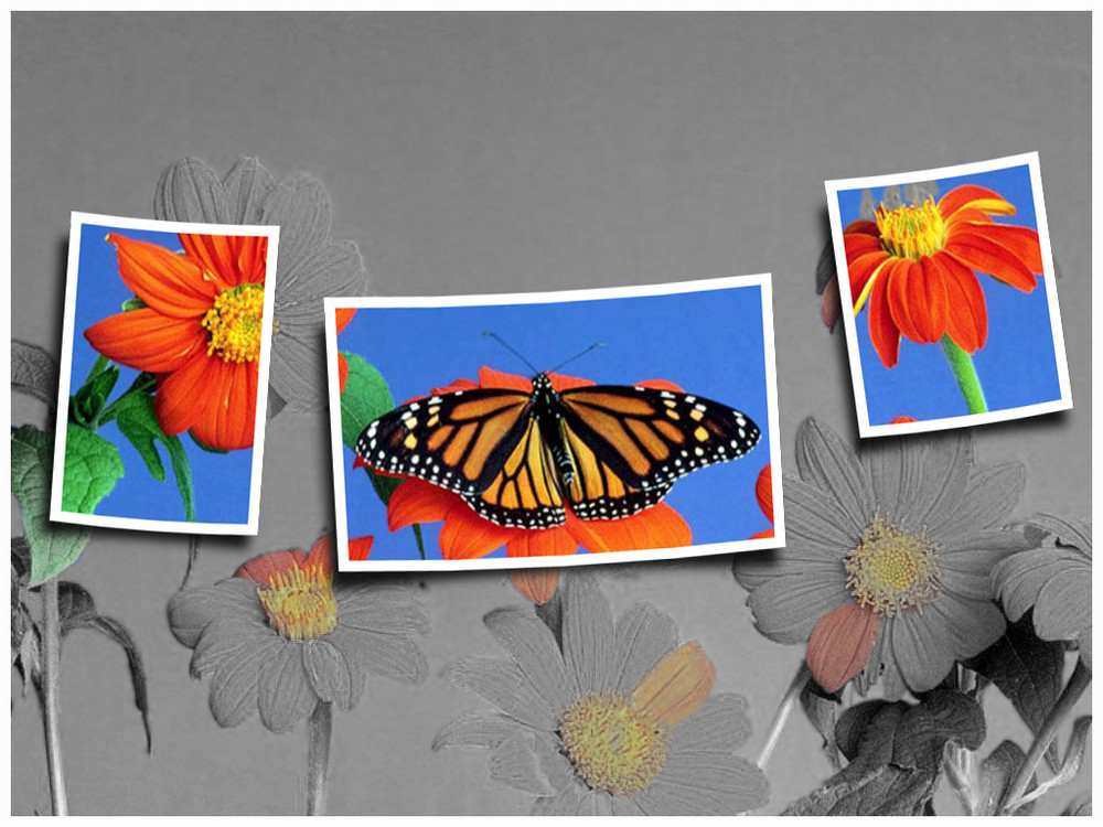 Butterfly`s