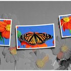 Butterfly`s