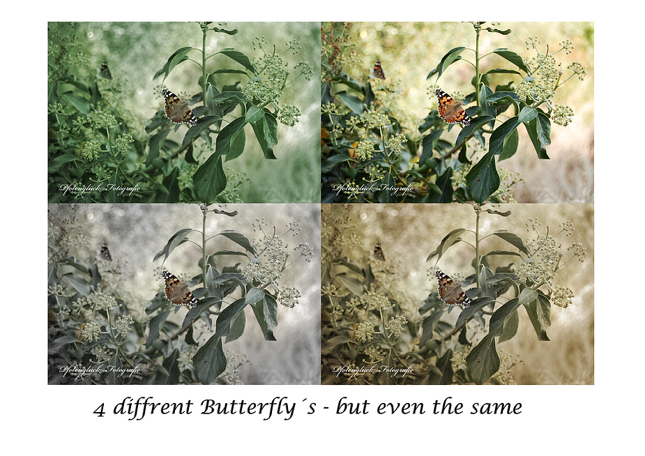 Butterfly´s