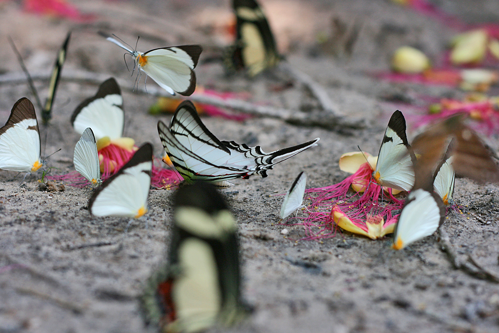 Butterflys in the Amazon