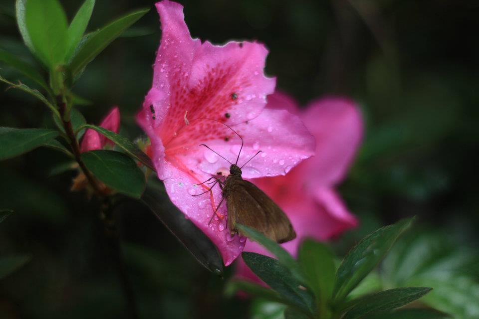 butterfly's lunch