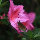 butterfly's lunch