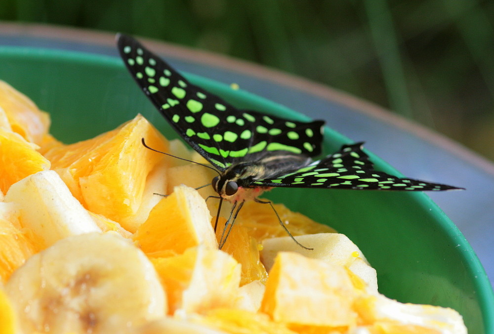 ...butterfly´s McFruit fly in...