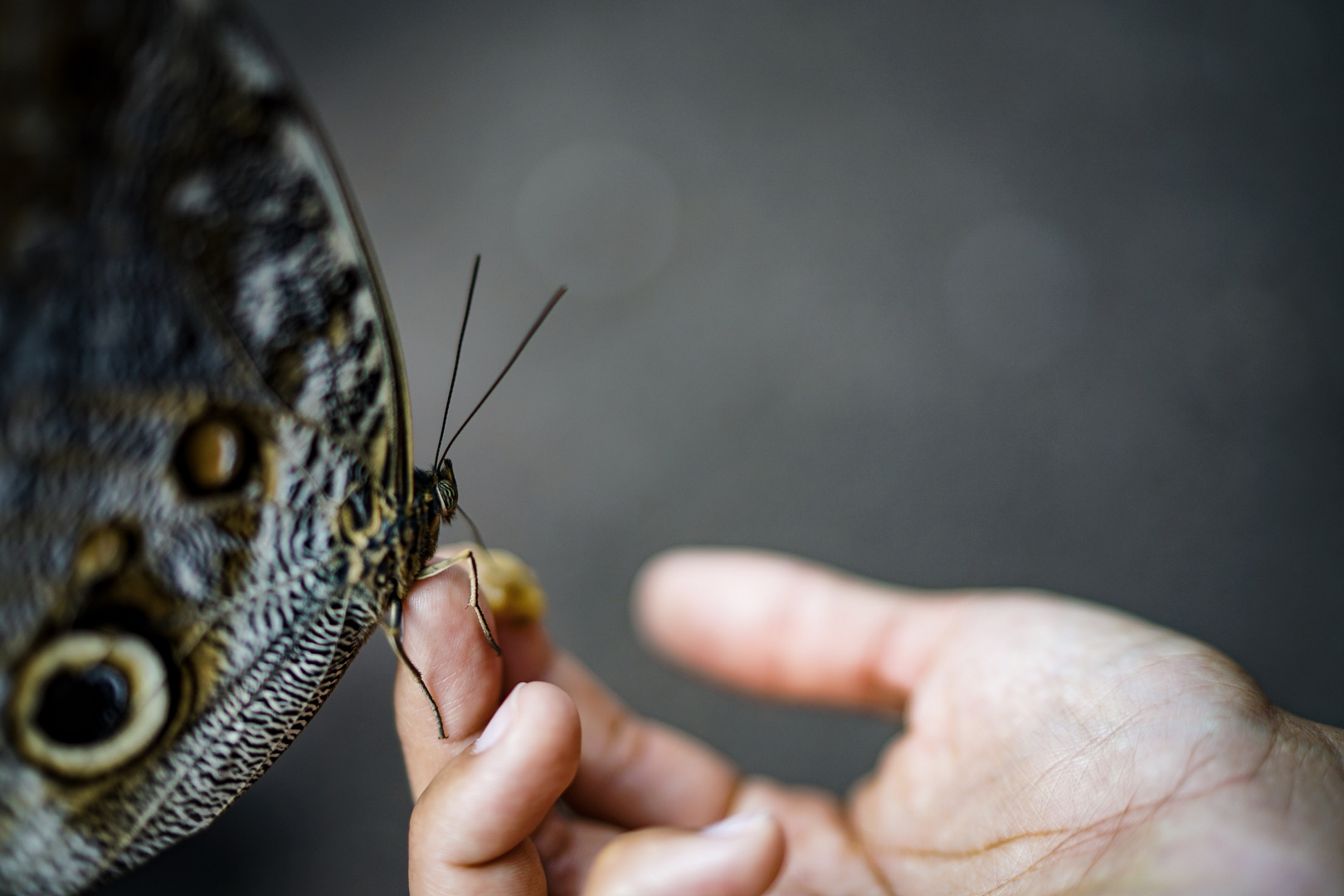 butterfly‘s meal