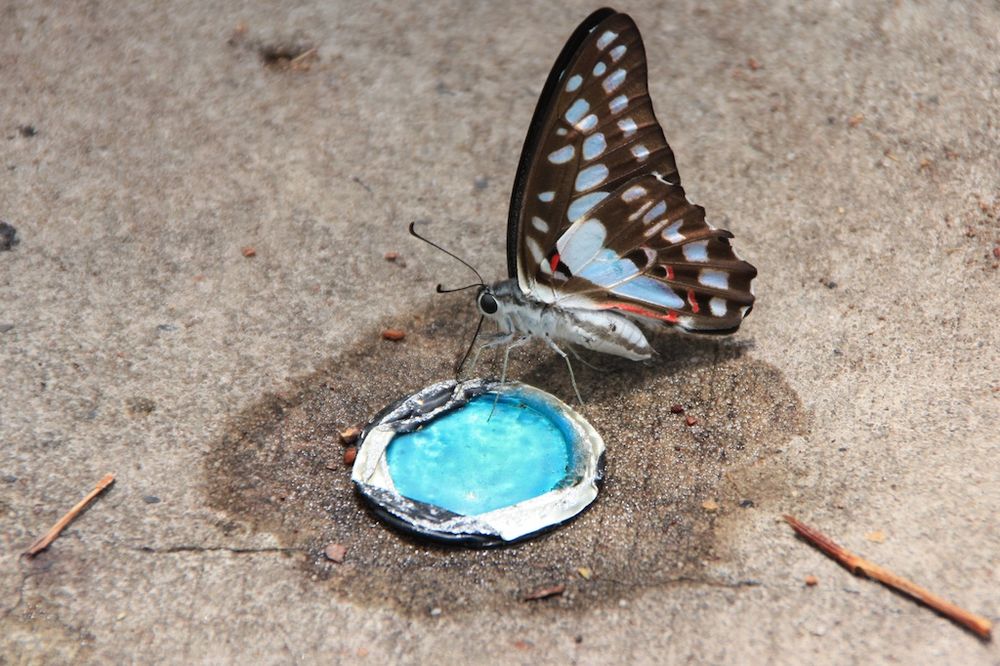 Butterfly's Pool