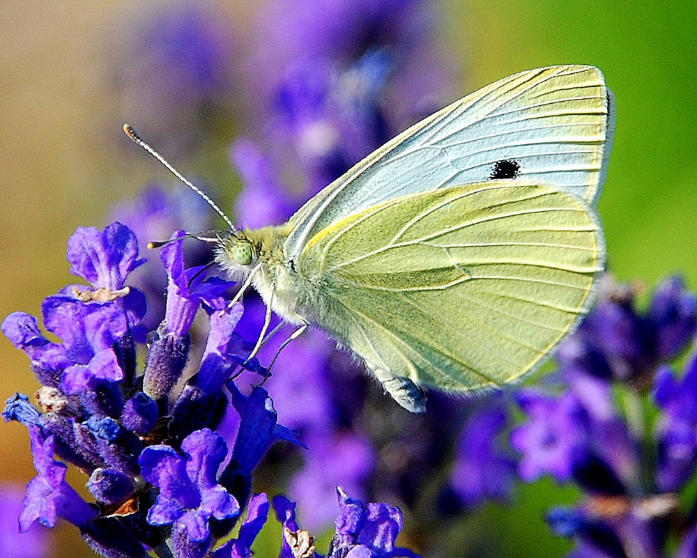 Butterfy - Papillion - SCHMETTERLING. Upps.