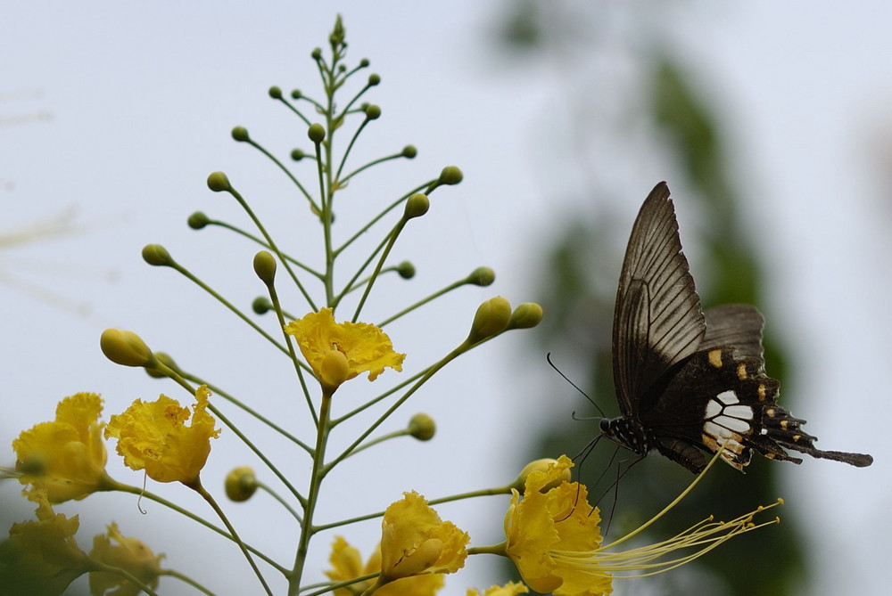 Butterlfy, Thailand