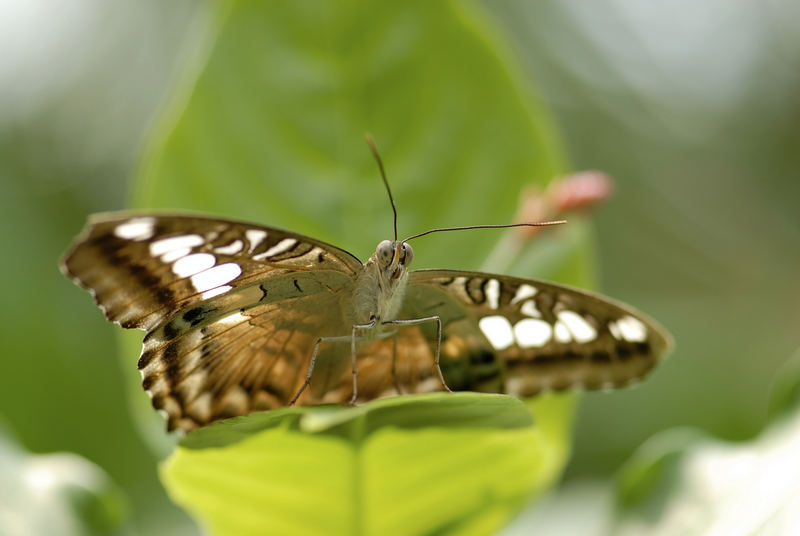 Butterly Guard