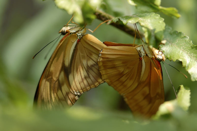 Butterly Love