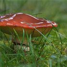 Butterpilz  im Garten