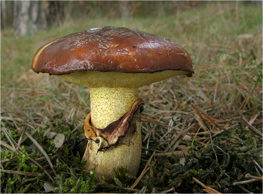 Butterpilz (Suillus luteus)