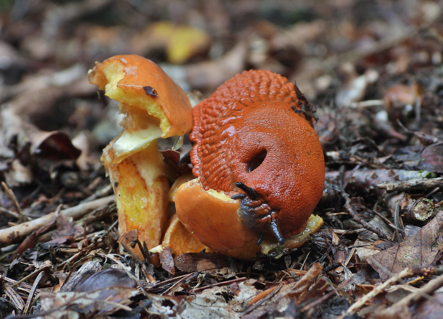 Butterpilz & Wegschnecke