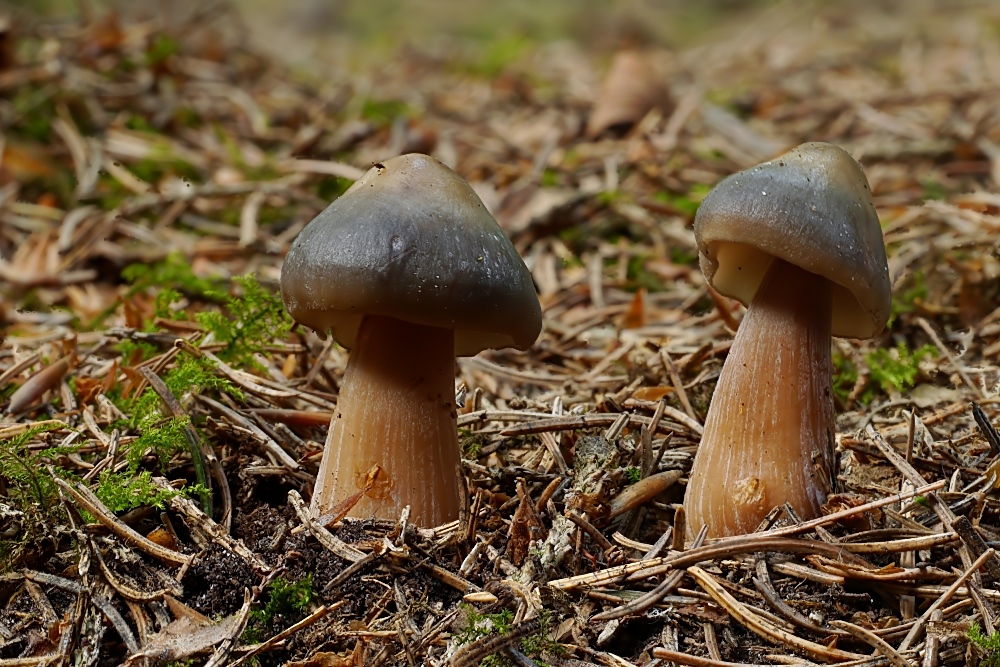 Butterrüblinge (Rhodocollybia butyracea)