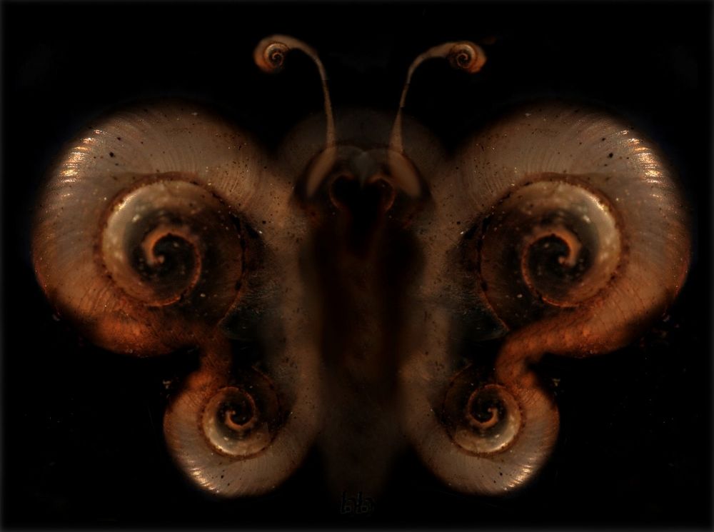 ButterSnailFly