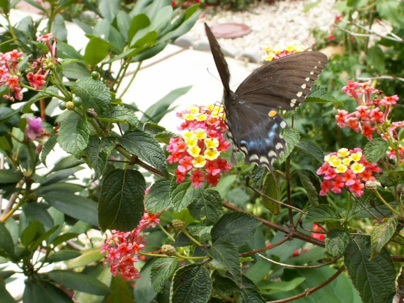Butteryfly on a flower--Konica-Minolta