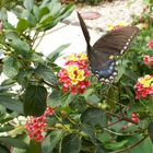 Butteryfly on a flower--Konica-Minolta